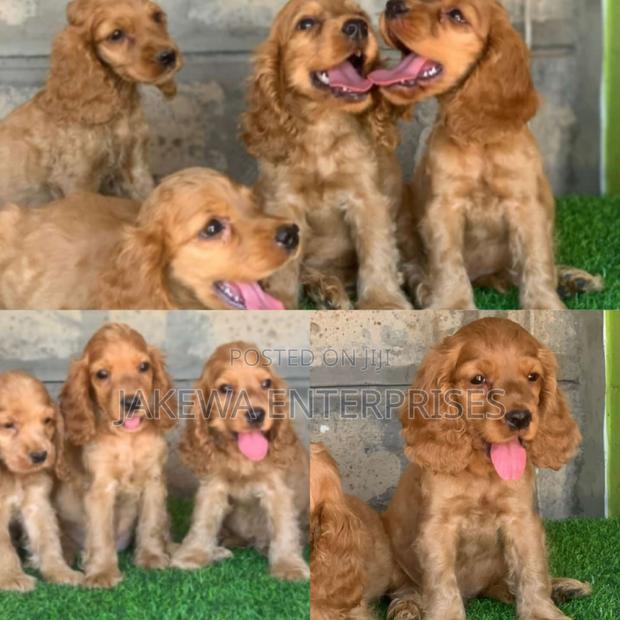 1-3 months Male Purebred Cocker Spaniel - main view