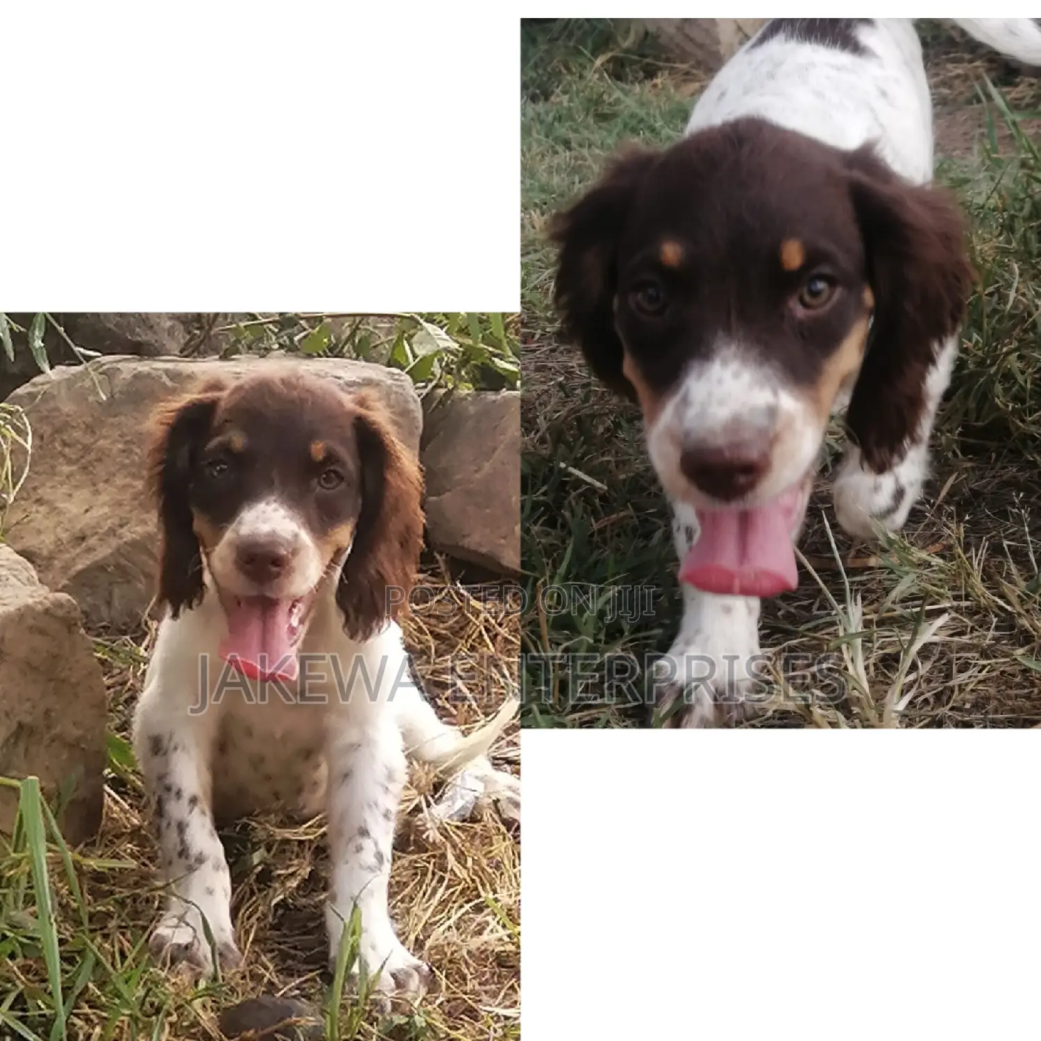 1-3 months Female Purebred English Cocker Spaniel