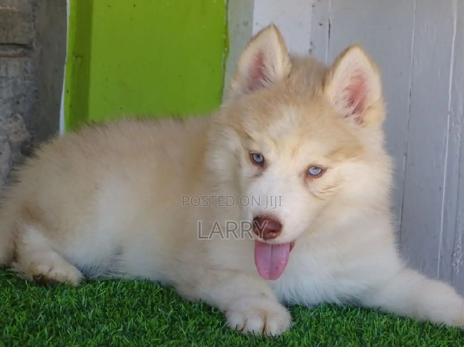 1-3 months Female Purebred Siberian Husky