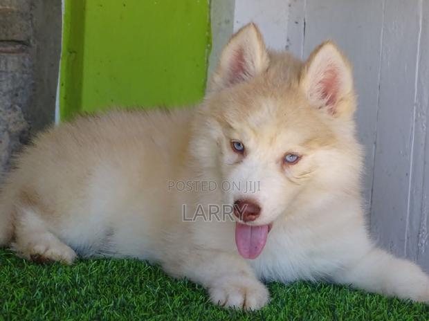 1-3 months Female Purebred Siberian Husky - main view