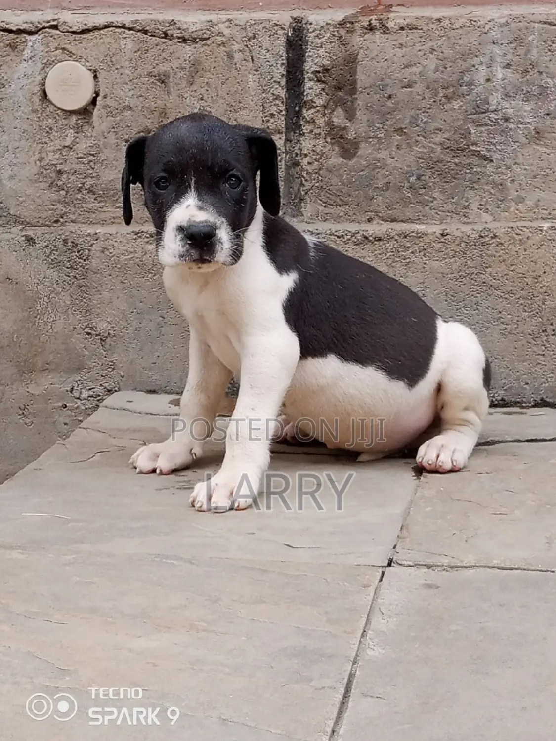 1-3 months Female Purebred Great Dane