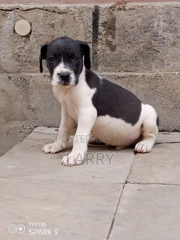 1-3 months Female Purebred Great Dane