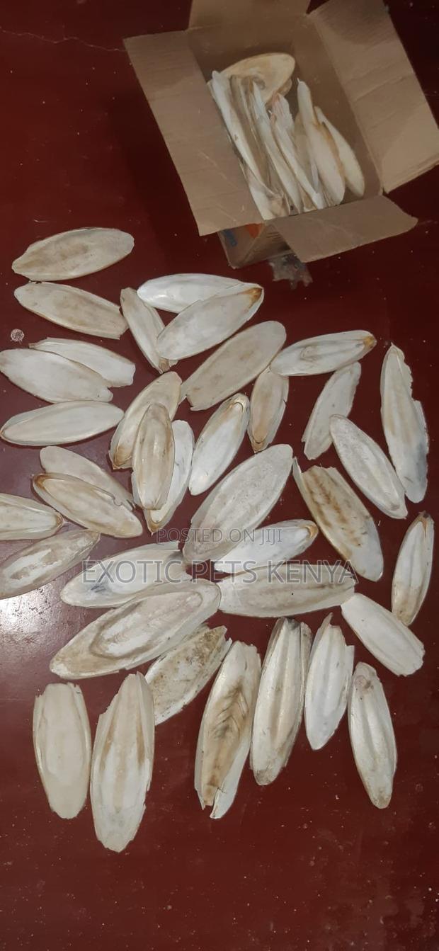 Cuttle Fish Bone for Birds - thumbnail 2