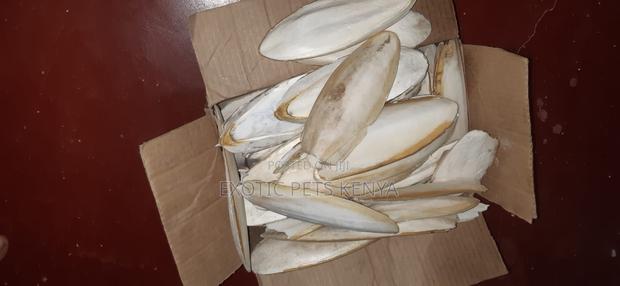 Cuttle Fish Bone for Birds