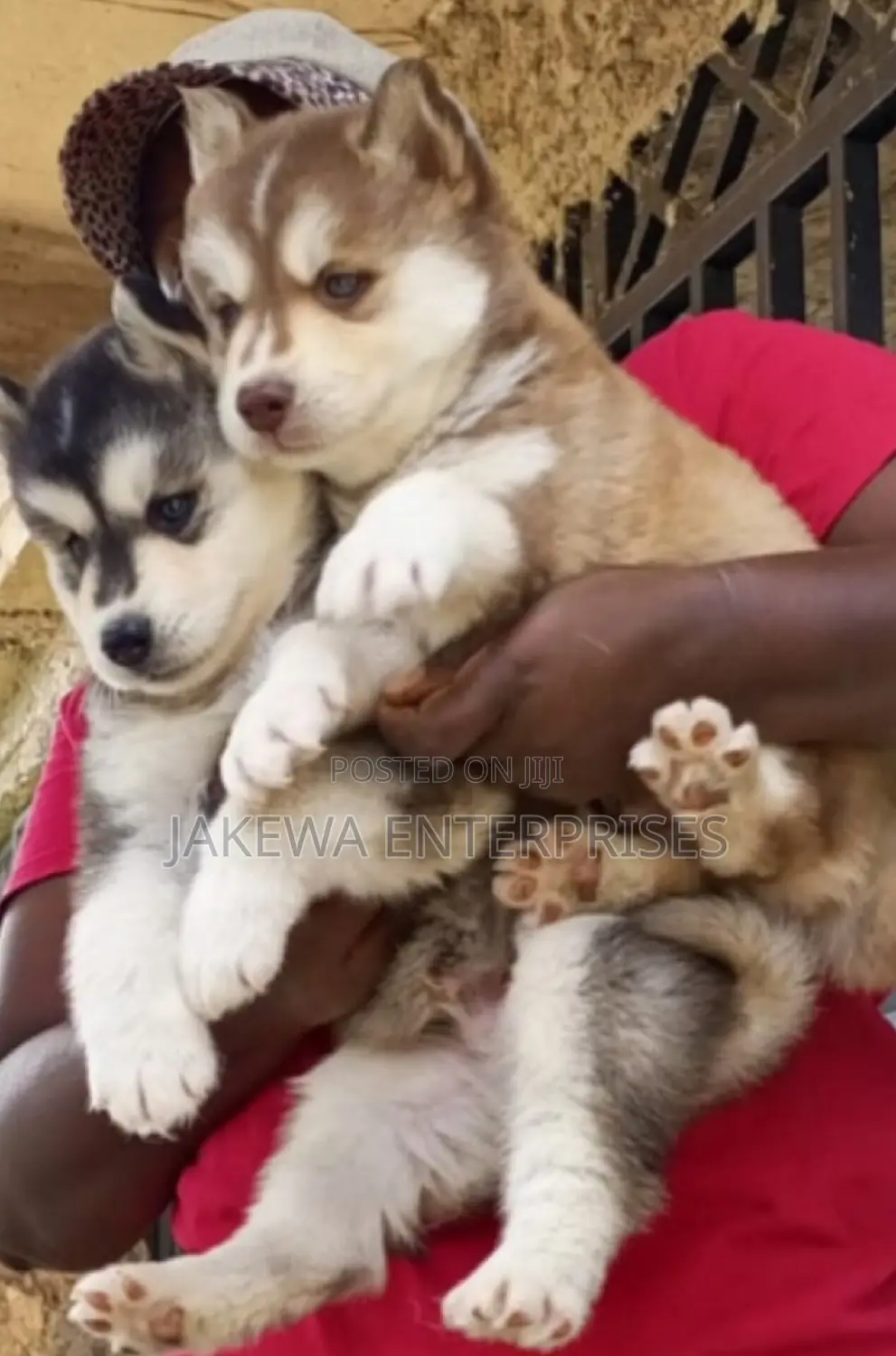 1-3 months Female Purebred Siberian Husky