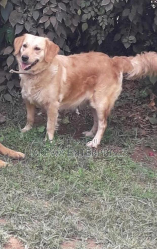 6-12 months Male Purebred Golden Retriever