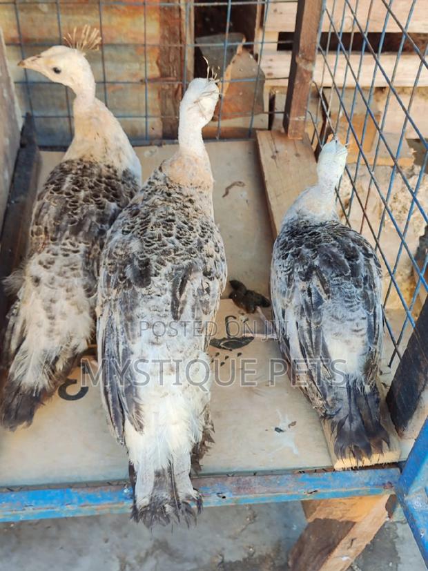 Peacocks Types - main view