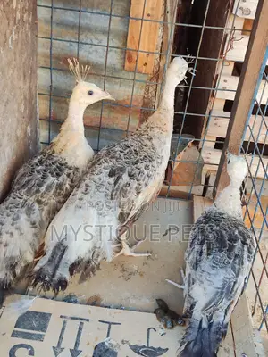 Peacocks Types