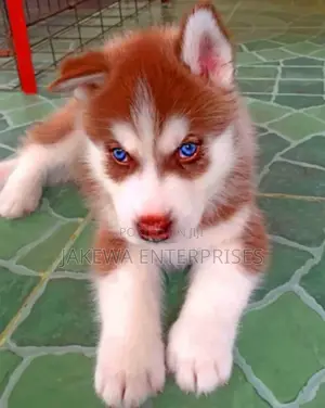 1-3 months Female Purebred Siberian Husky