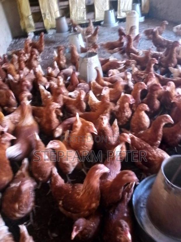 Point of Lay Layers - main view