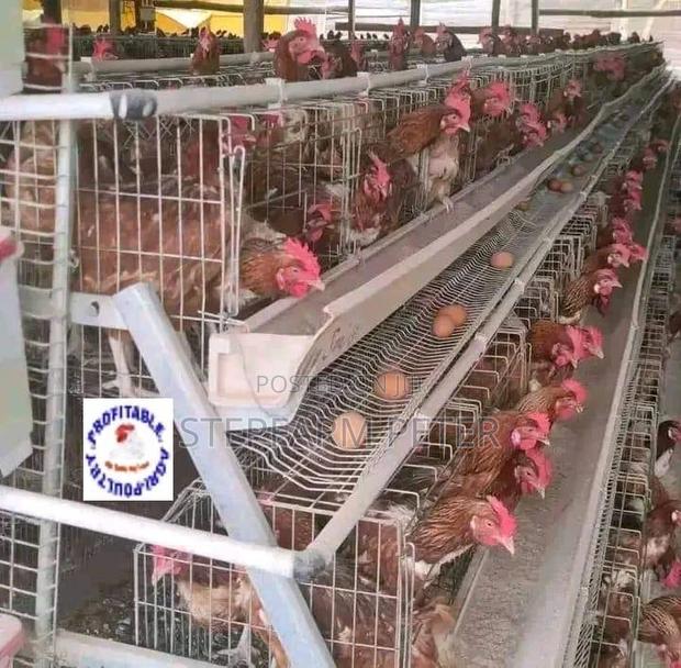 Point of Lay Layers - thumbnail 2