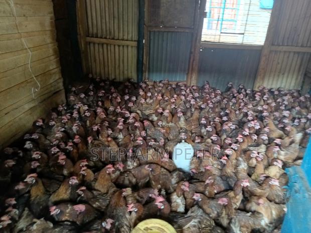 Point of Lay Layers - thumbnail 3