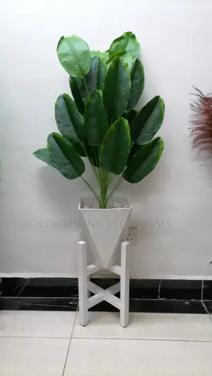 Banana Plant, Plastic Vase and Pebble Stones Plus Stand