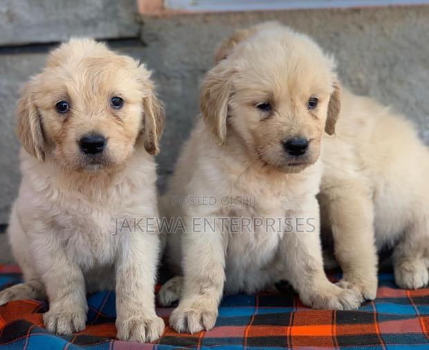 1-3 months Female Purebred Golden Retriever - main view