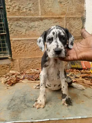 1-3 months Male Purebred Great Dane