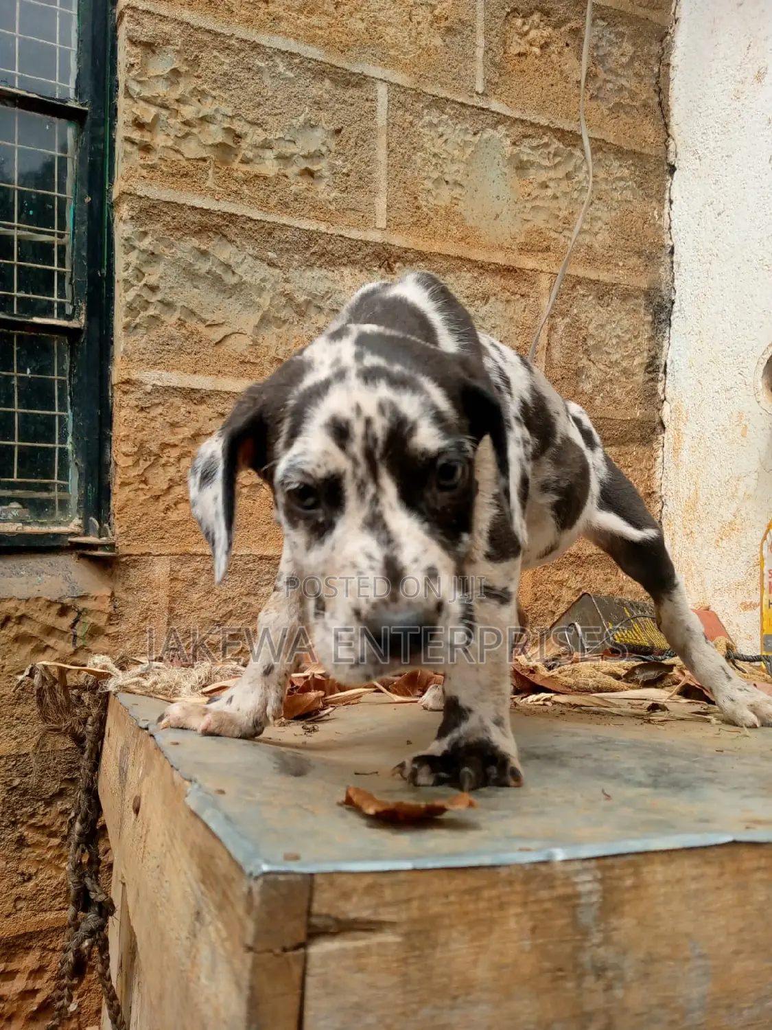1-3 months Female Purebred Great Pyrenees