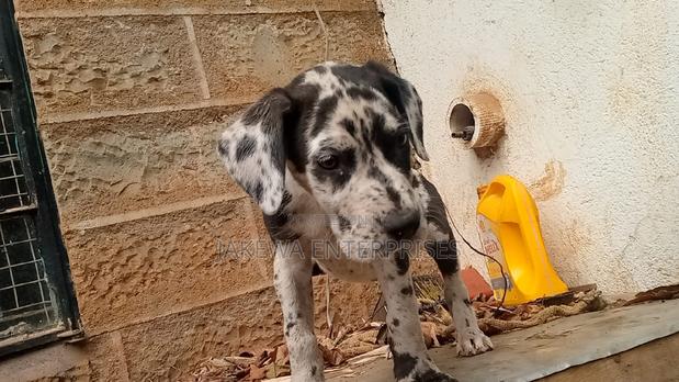 1-3 months Male Purebred Great Dane