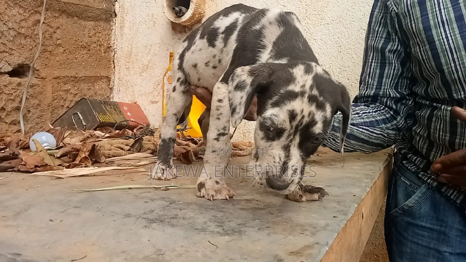 1-3 months Female Purebred Great Dane