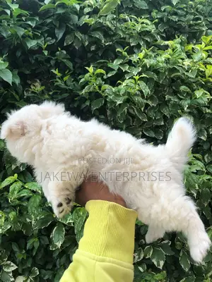 1-3 months Male Purebred Havanese
