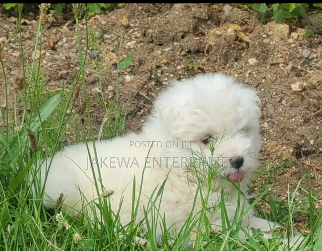 1-3 months Female Purebred Havanese