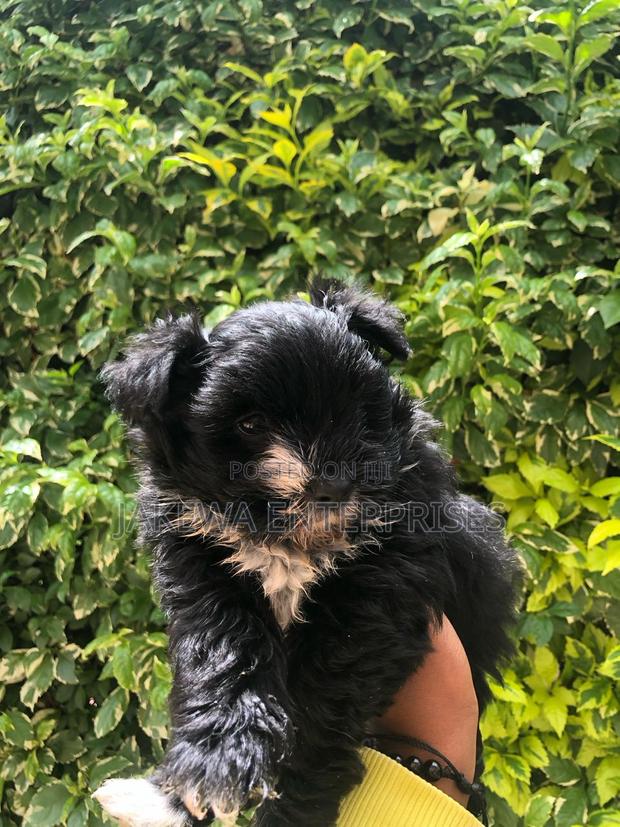 1-3 months Female Purebred Havanese - thumbnail 3