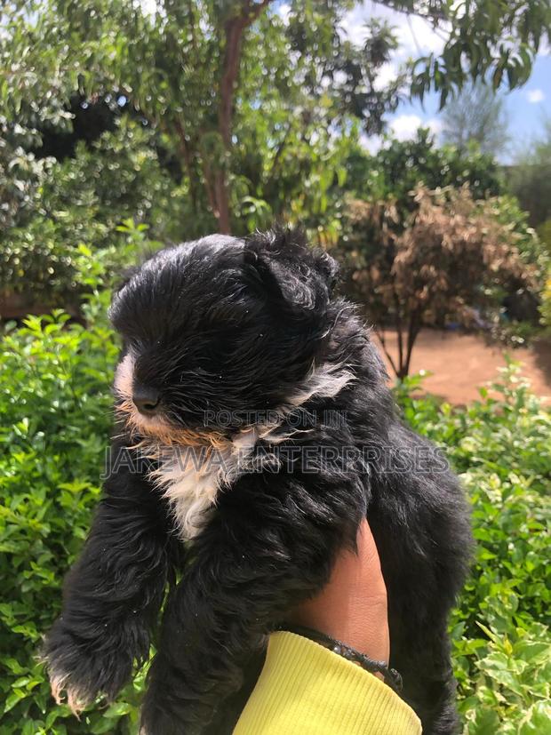 1-3 months Female Purebred Havanese - main view