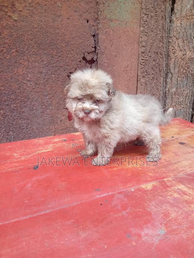 1-3 months Female Purebred Havanese - main view
