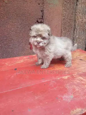 1-3 months Female Purebred Havanese