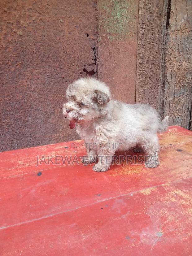 1-3 months Female Purebred Havanese - thumbnail 4