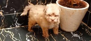 1-3 months Female Purebred Havanese - thumbnail 2