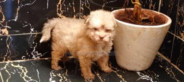 1-3 months Female Purebred Havanese - thumbnail 3