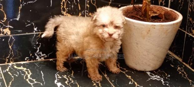 1-3 months Female Purebred Havanese - thumbnail 4