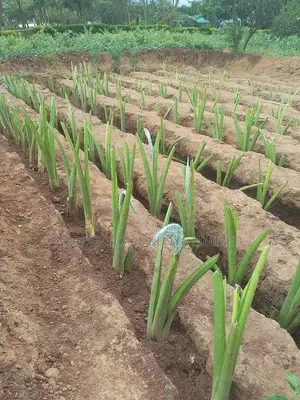 Arrow Root Cuttings