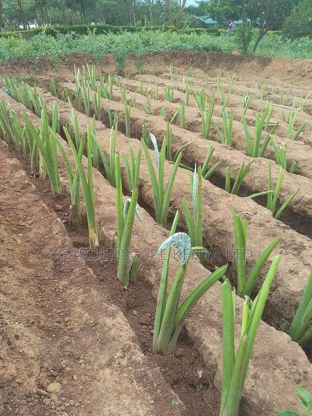 Arrow Root Cuttings - main view