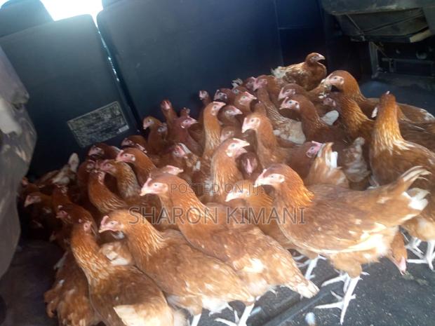 Point of Lay Chicken - main view