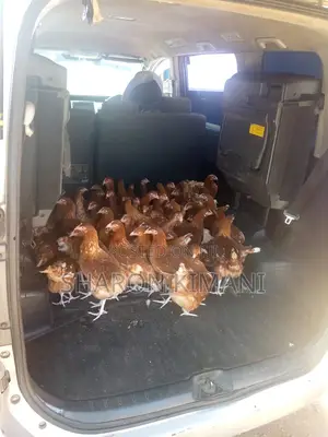 Point of Lay Chicken