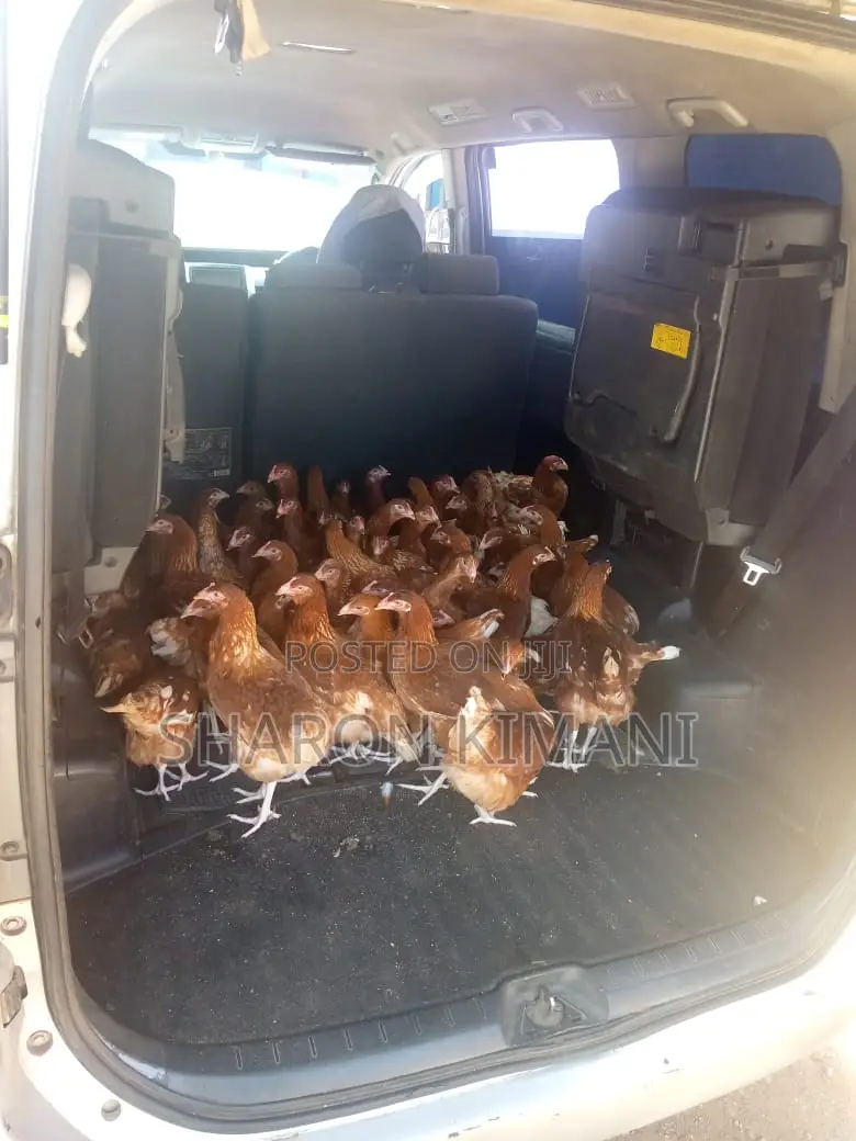 Point of Lay Chicken