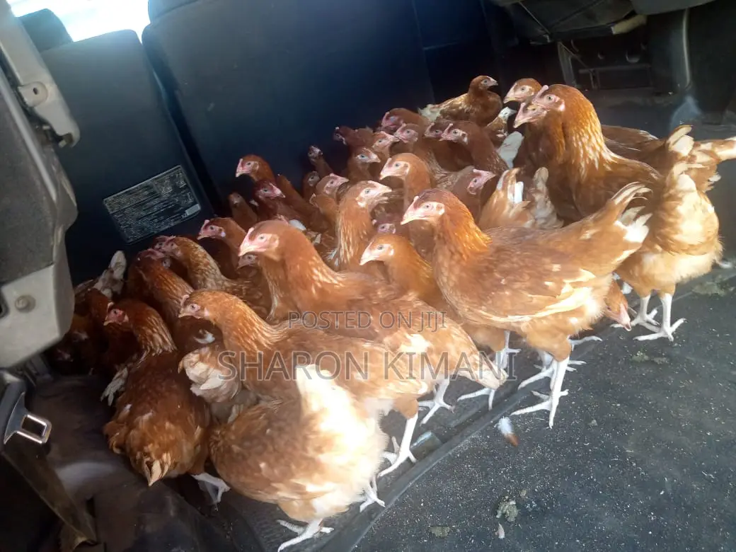 Point of Lay Chicken