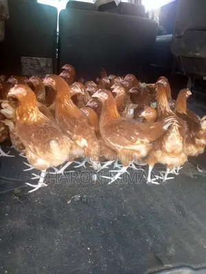 Point of Lay Chicken