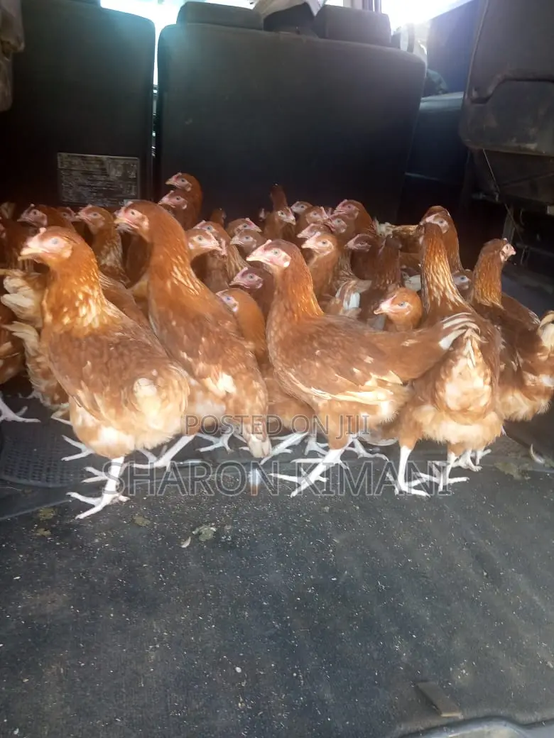 Point of Lay Chicken