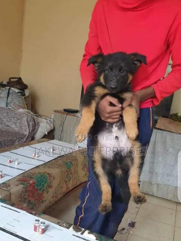 1-3 months Male Purebred German Shepherd - main view
