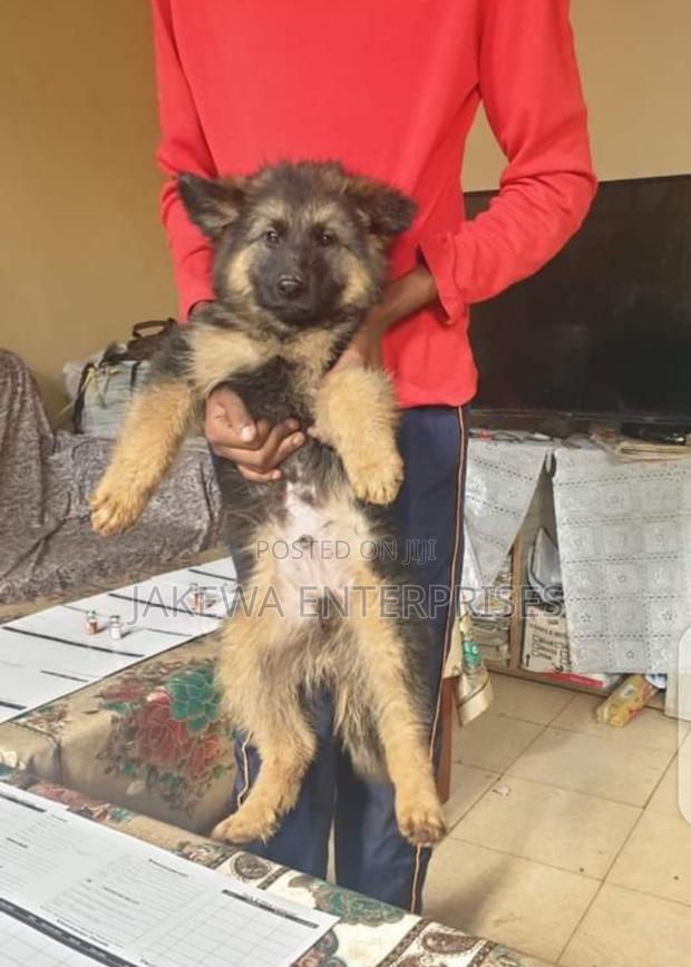 1-3 months Female Purebred German Shepherd
