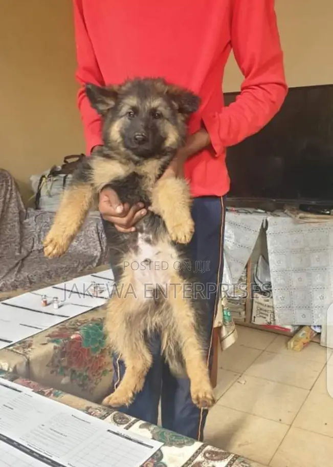 1-3 months Female Purebred German Shepherd