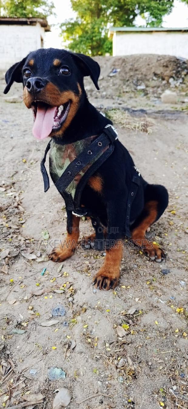 1-3 months Male Purebred Rottweiler - main view