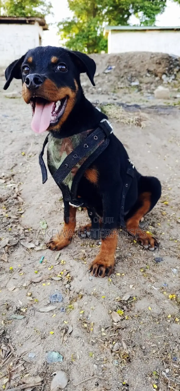 1-3 months Male Purebred Rottweiler