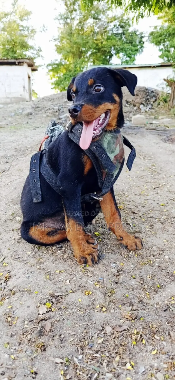 1-3 months Male Purebred Rottweiler