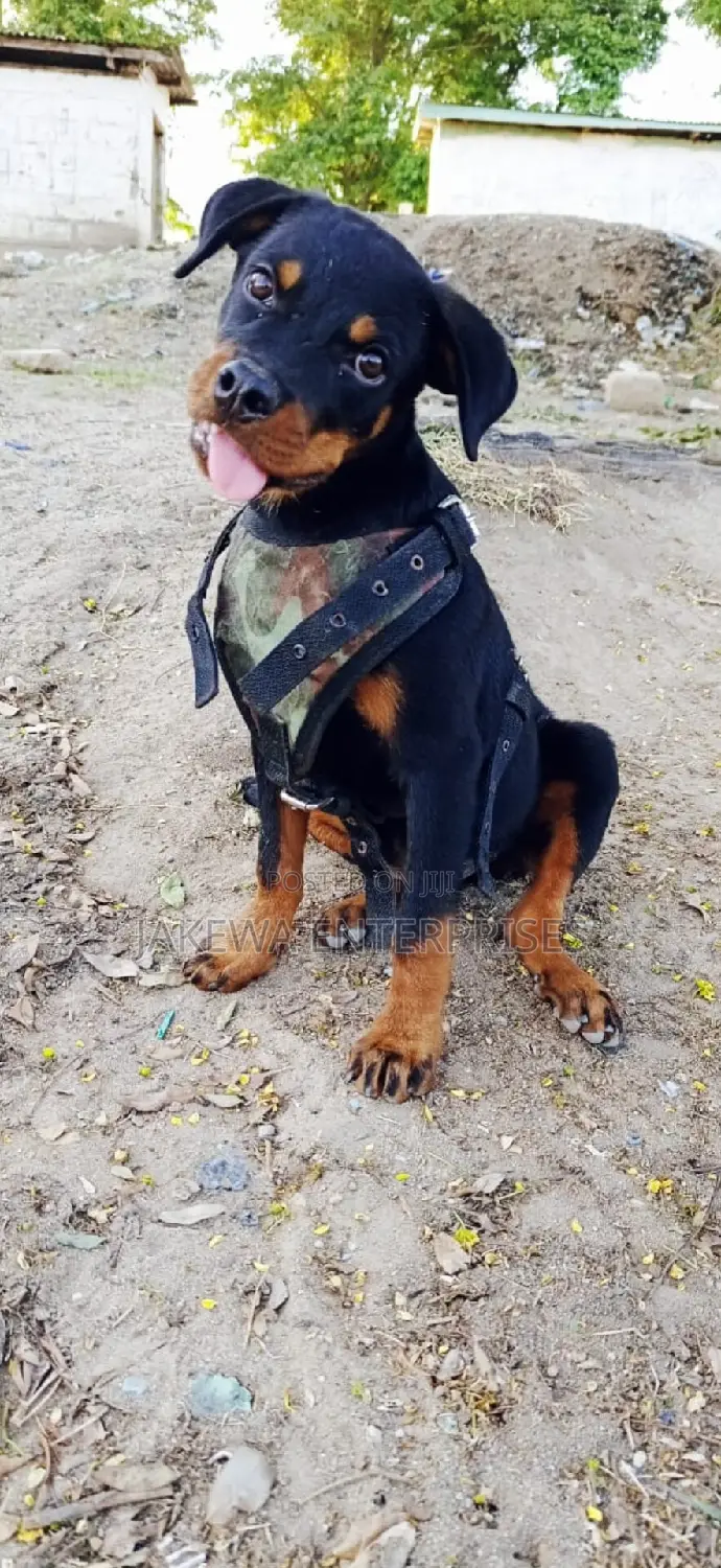 1-3 months Male Purebred Rottweiler