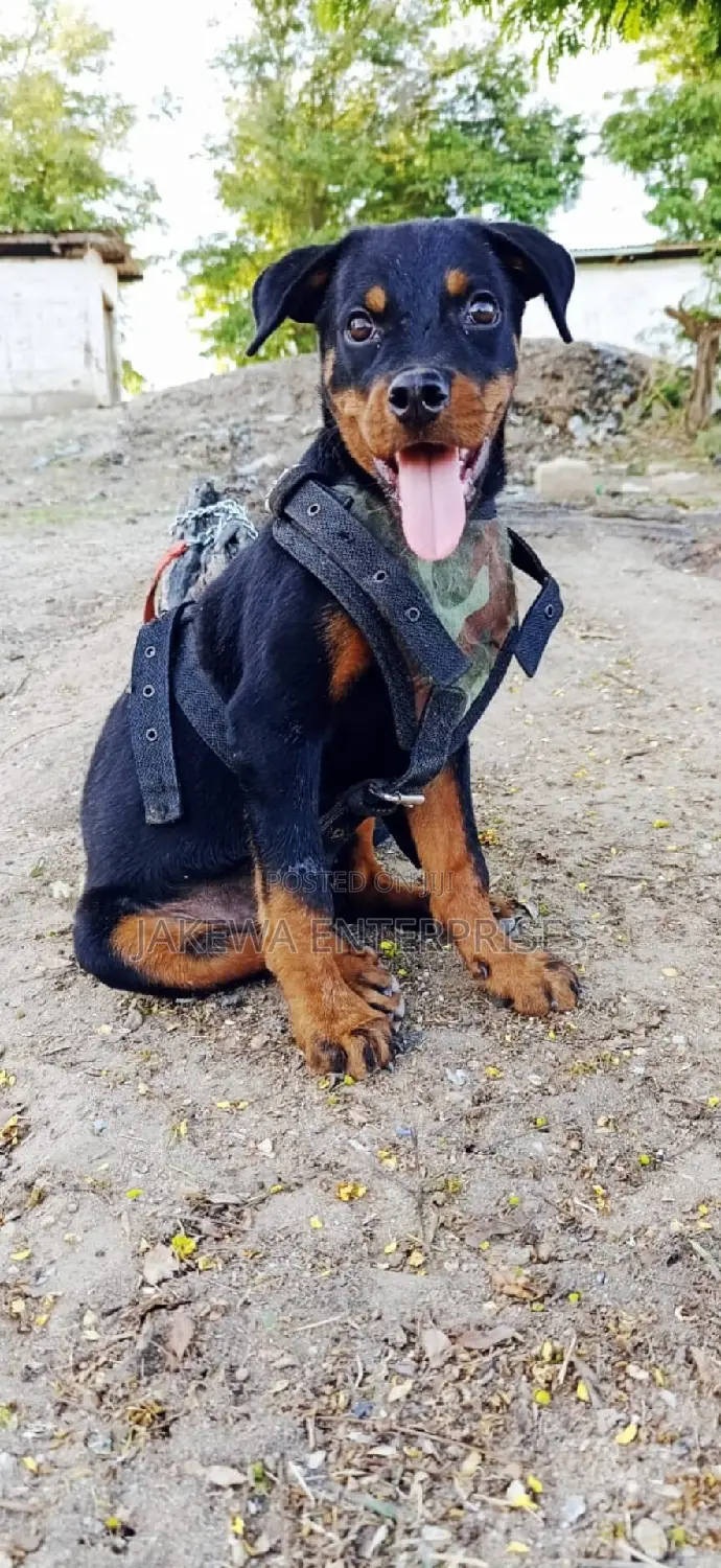 1-3 months Male Purebred Rottweiler