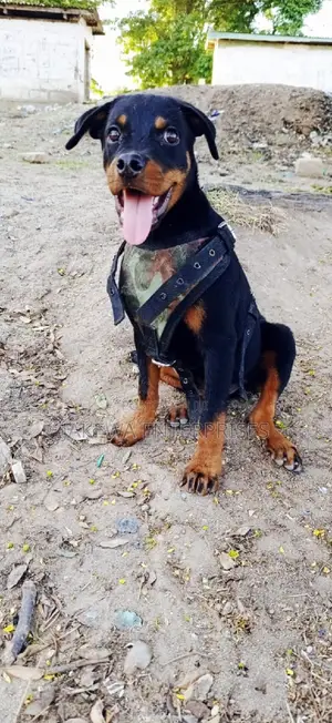 1-3 months Male Purebred Rottweiler