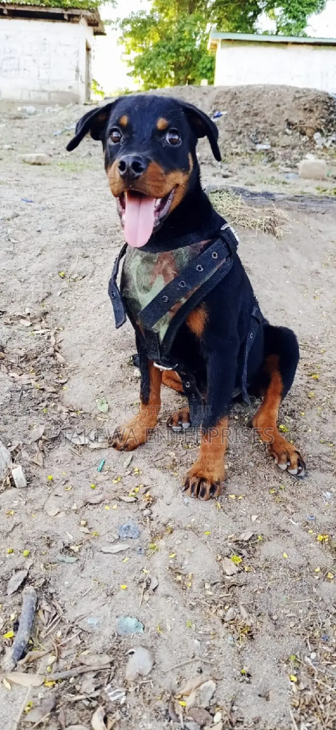 1-3 months Male Purebred Rottweiler
